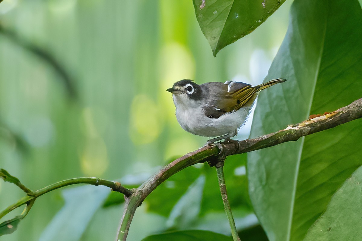 Morotai White-eye - ML627460786