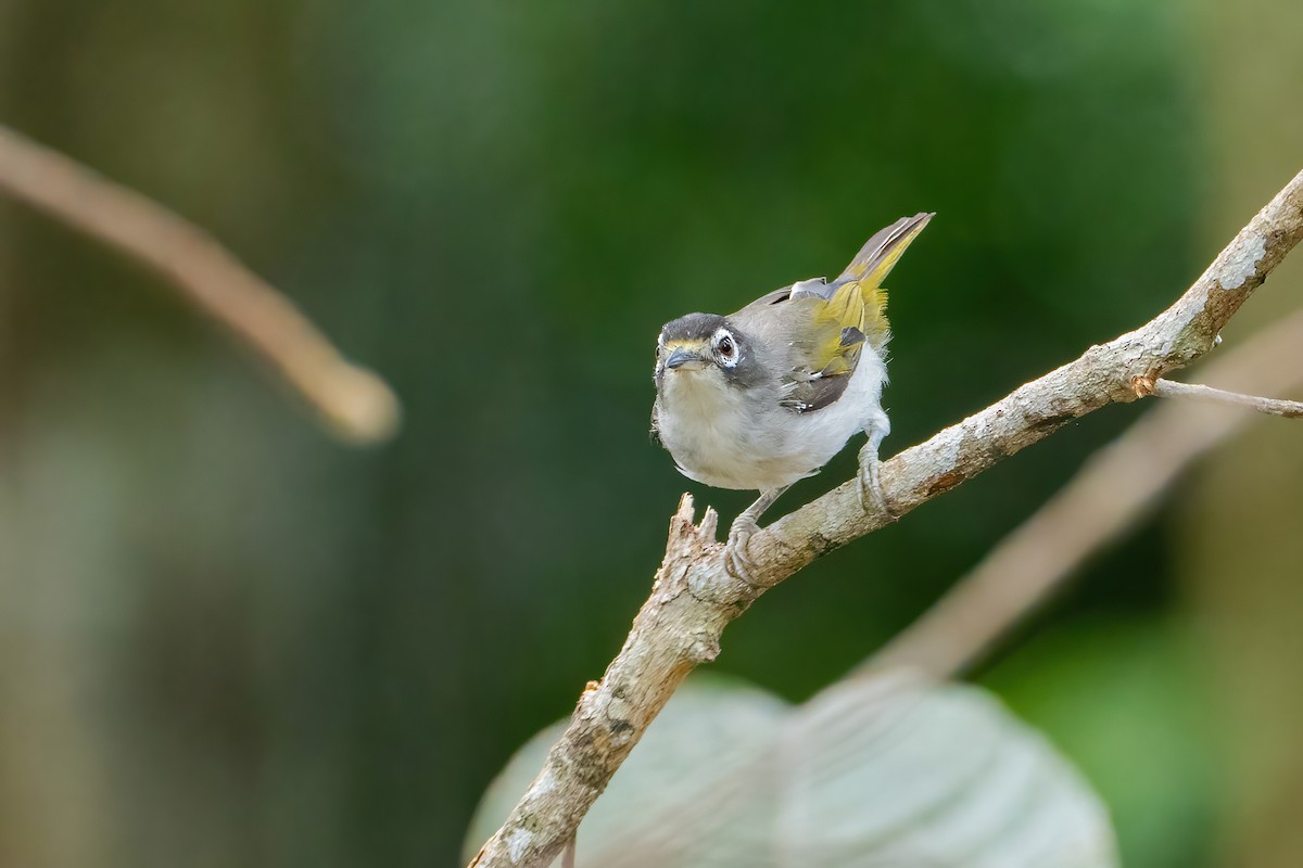 Morotai White-eye - ML627460787