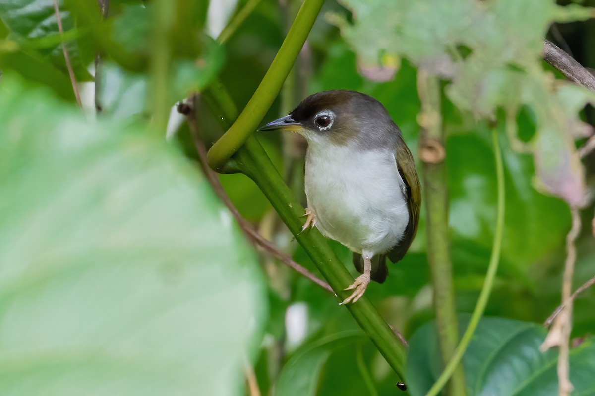 Cream-throated White-eye (Bacan) - ML627460824