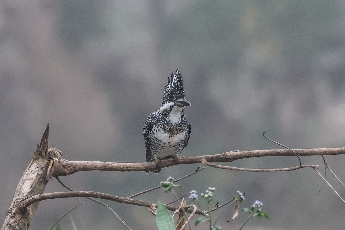 Crested Kingfisher - ML627460895