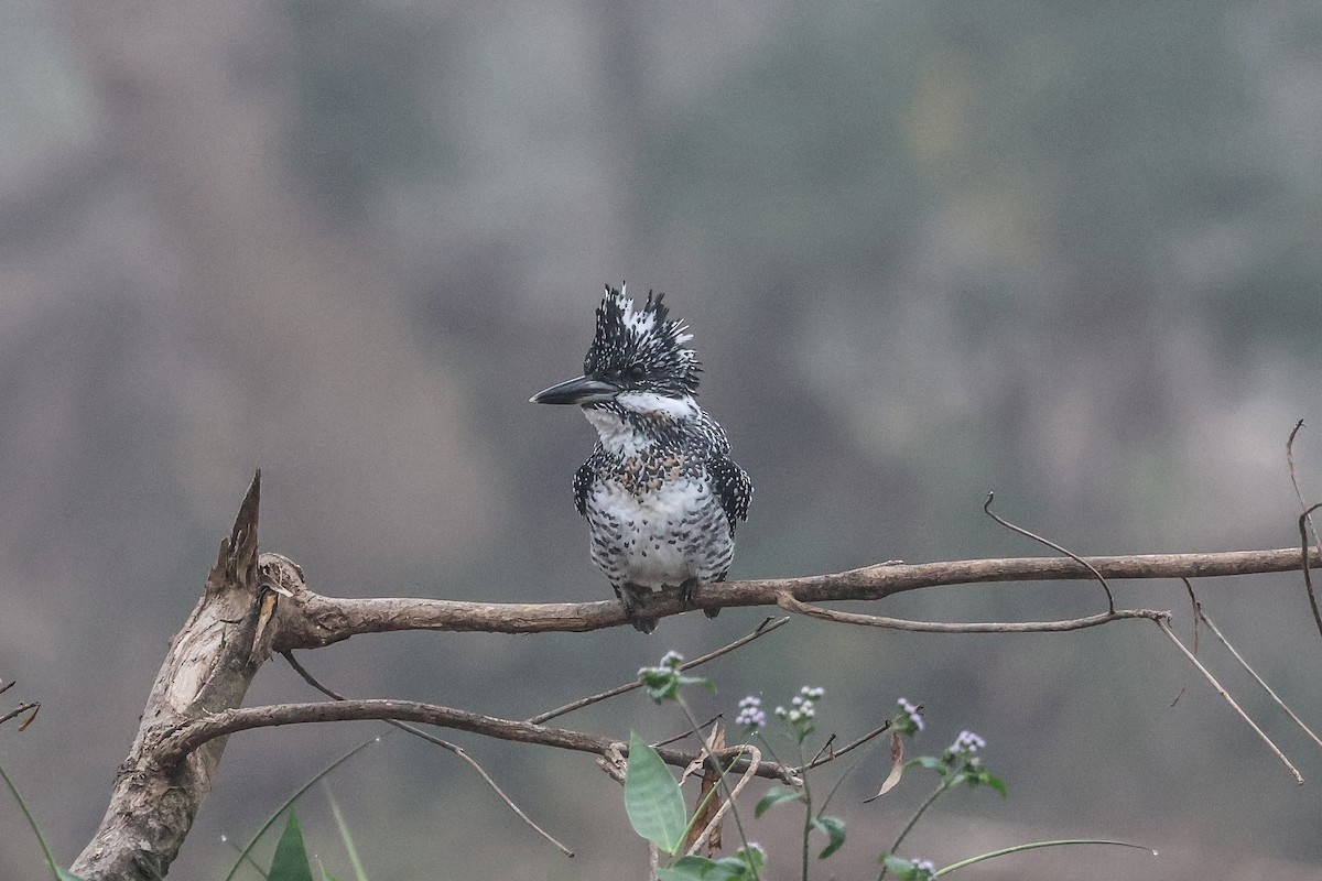 Crested Kingfisher - ML627460896