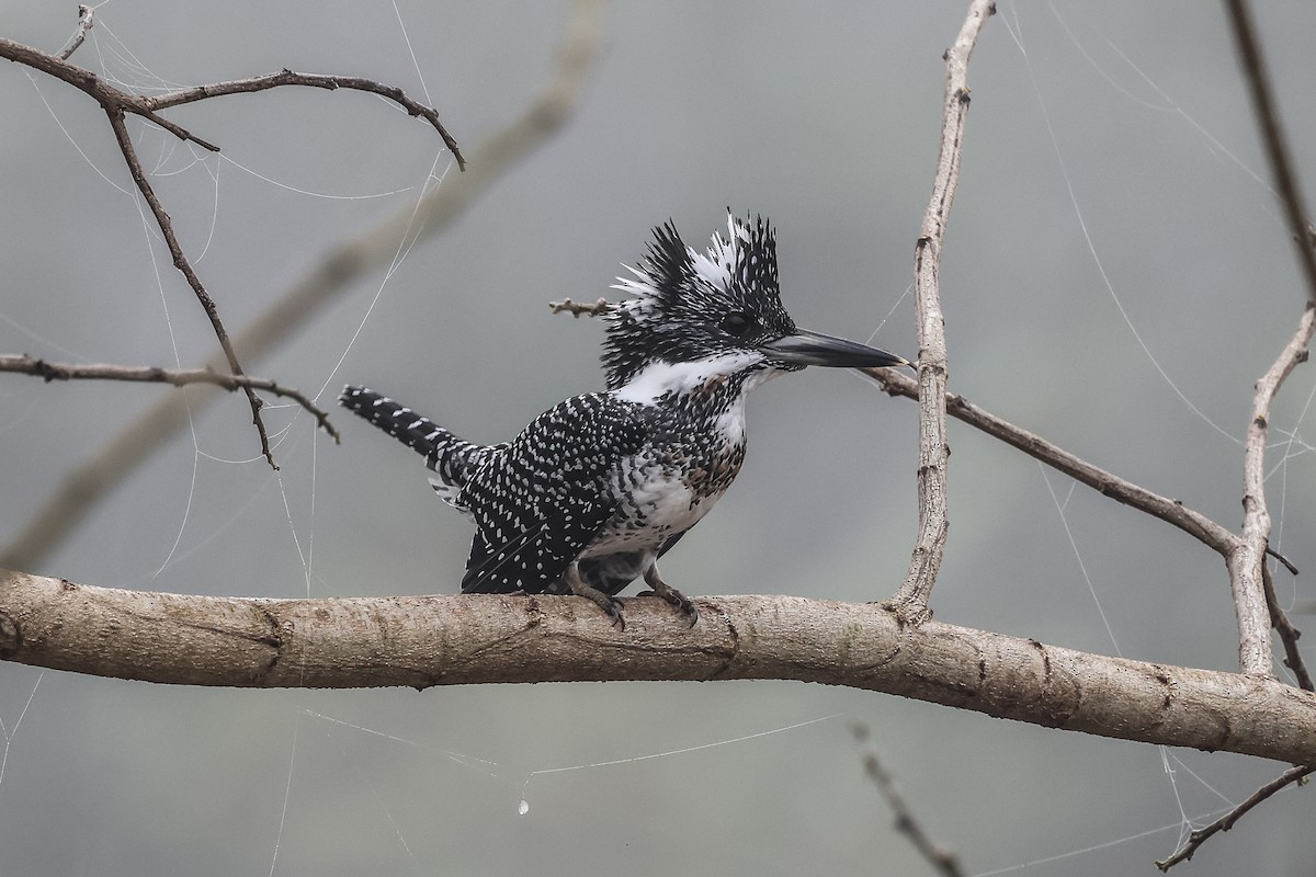 Crested Kingfisher - ML627460898