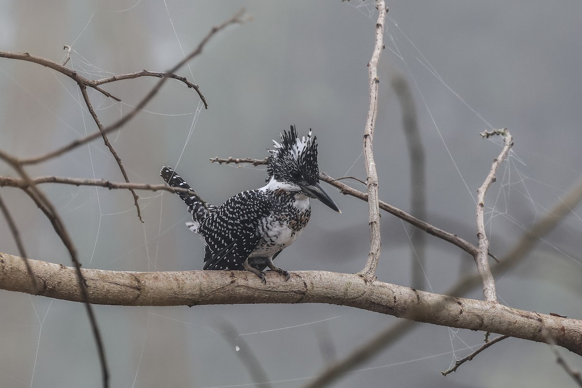 Crested Kingfisher - ML627460899