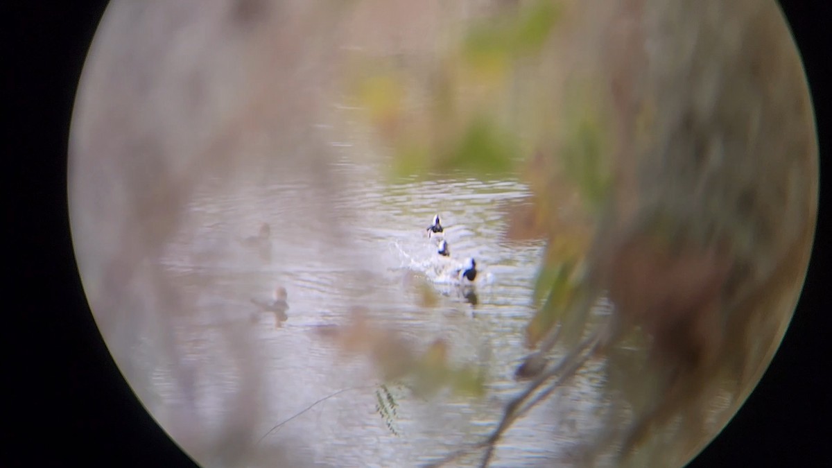 Hooded Merganser - ML627460914