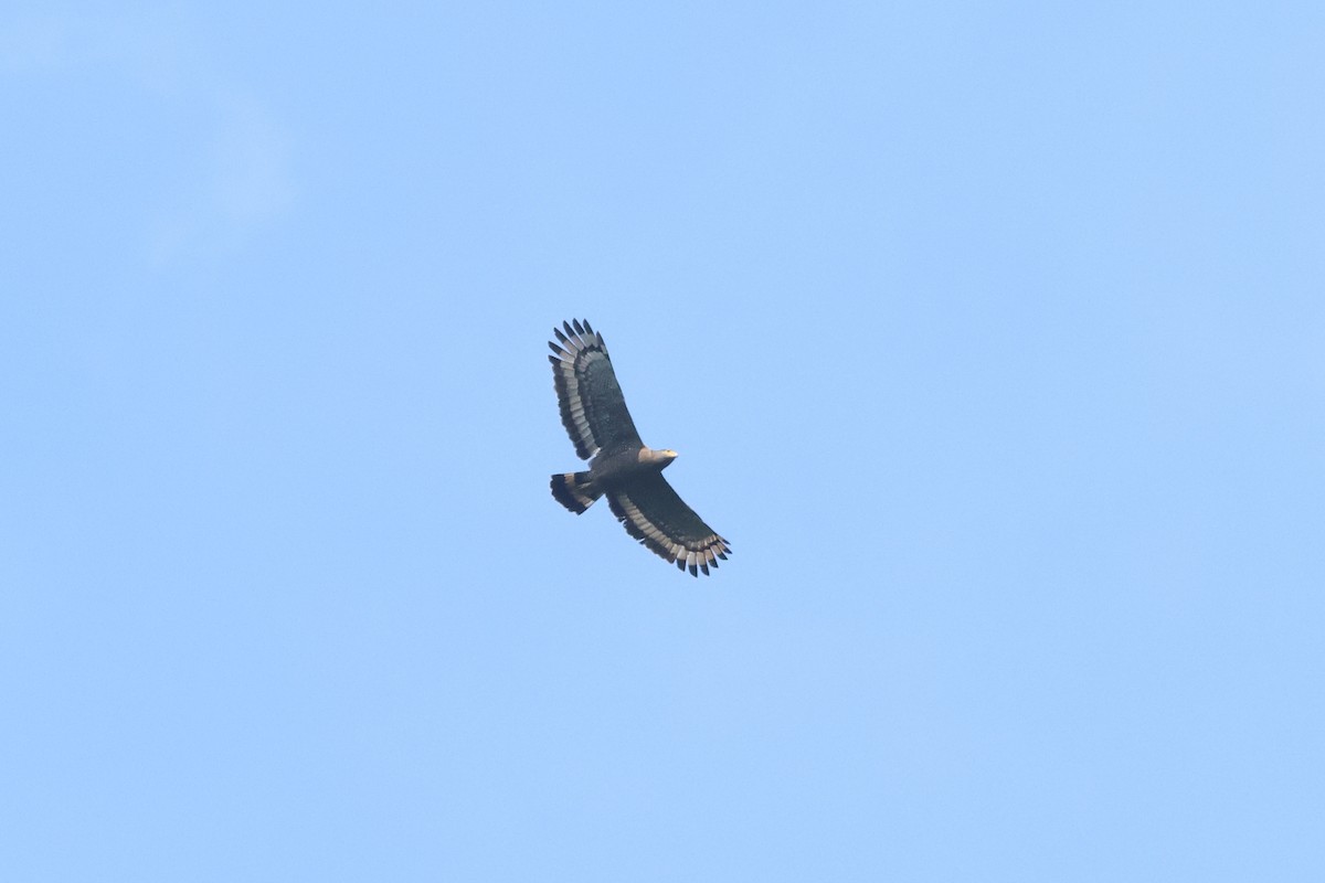 Crested Serpent-Eagle - ML627460918