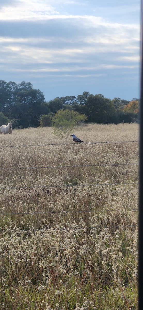 Scissor-tailed Flycatcher - ML627460921