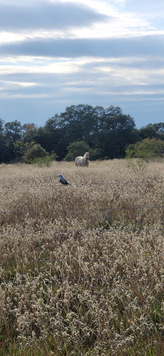 Scissor-tailed Flycatcher - ML627460922