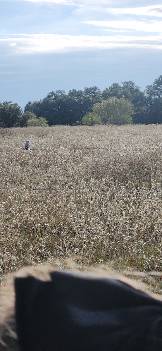 Scissor-tailed Flycatcher - ML627460923