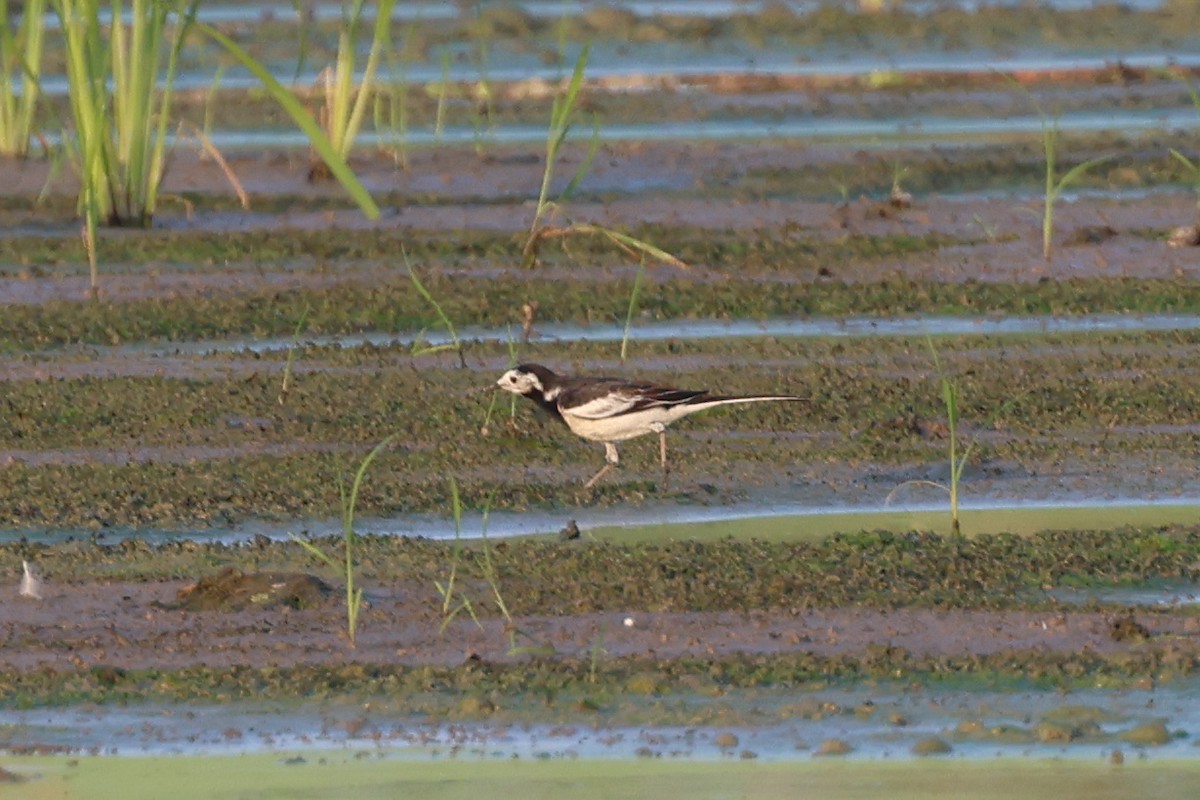 White Wagtail (Chinese x Hodgson's) - ML627460945