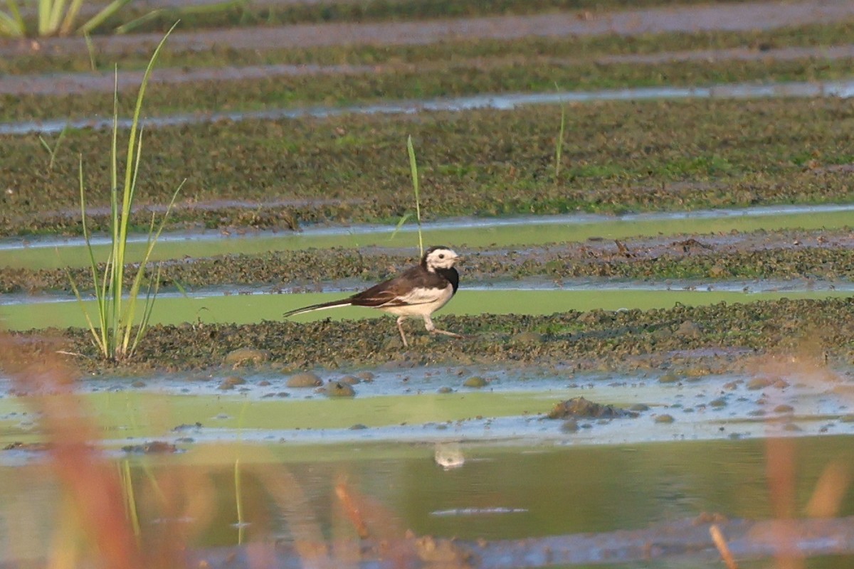 White Wagtail (Chinese x Hodgson's) - ML627460946