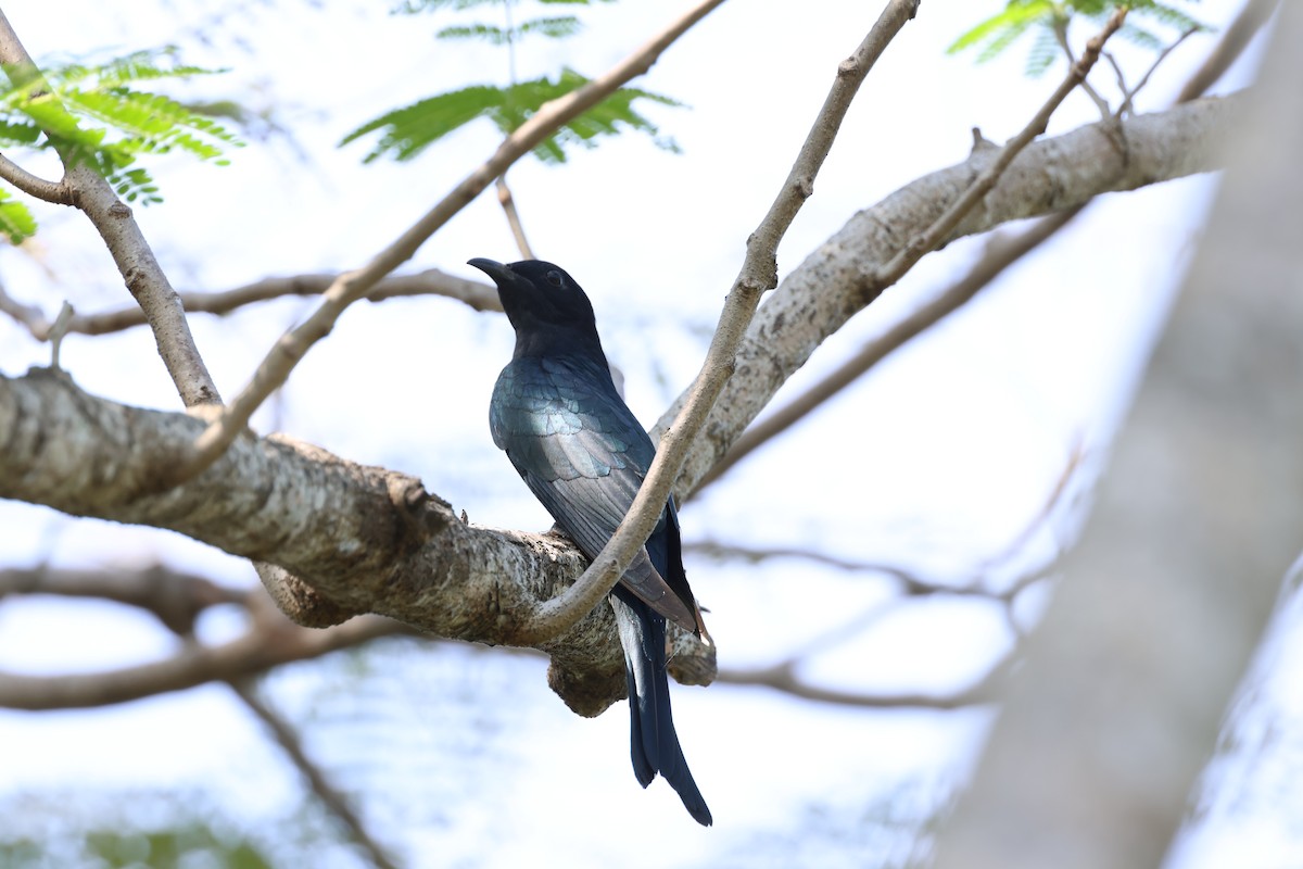 Square-tailed Drongo-Cuckoo - ML627460956