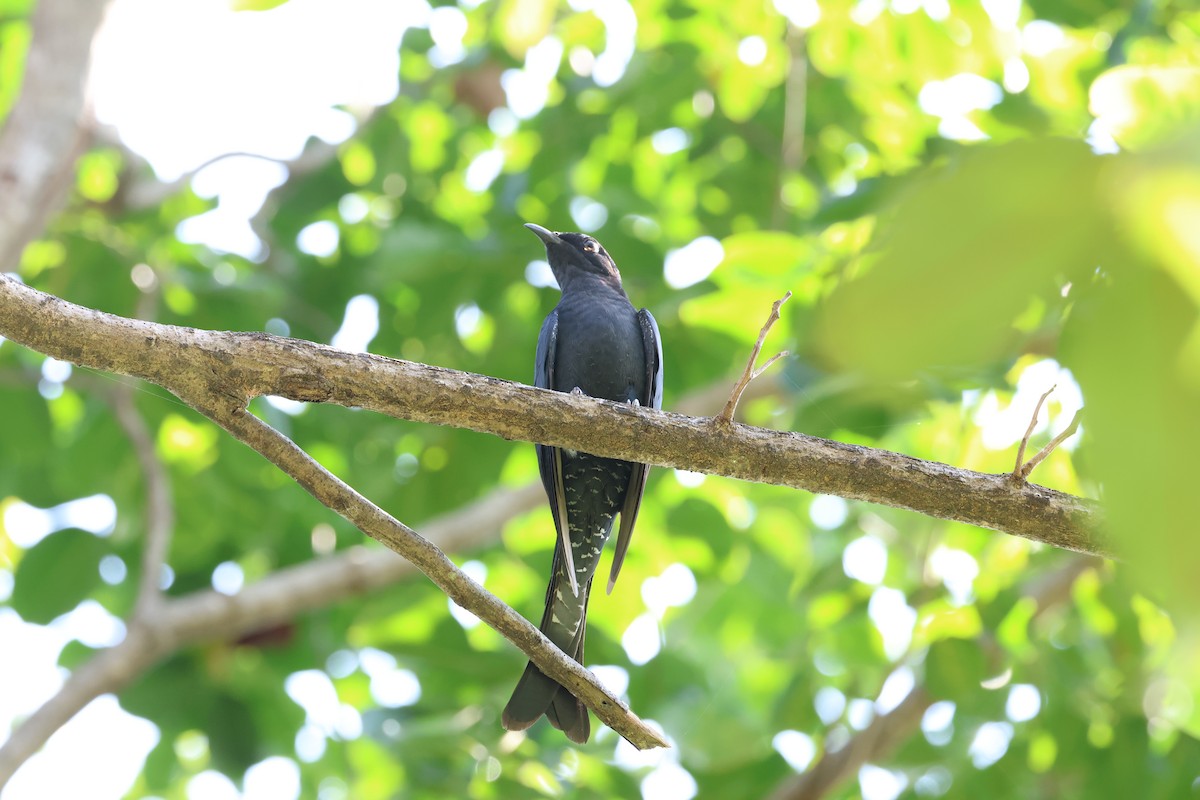 Square-tailed Drongo-Cuckoo - ML627460957