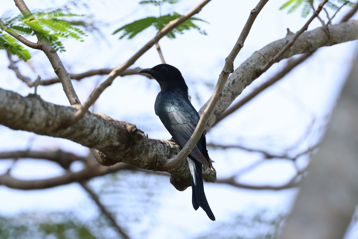 Square-tailed Drongo-Cuckoo - ML627460964