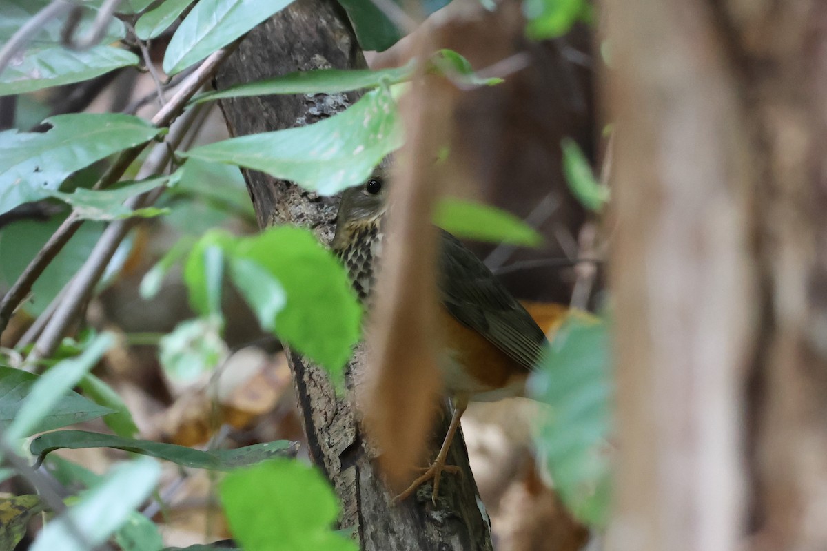 Gray-backed Thrush - ML627460979