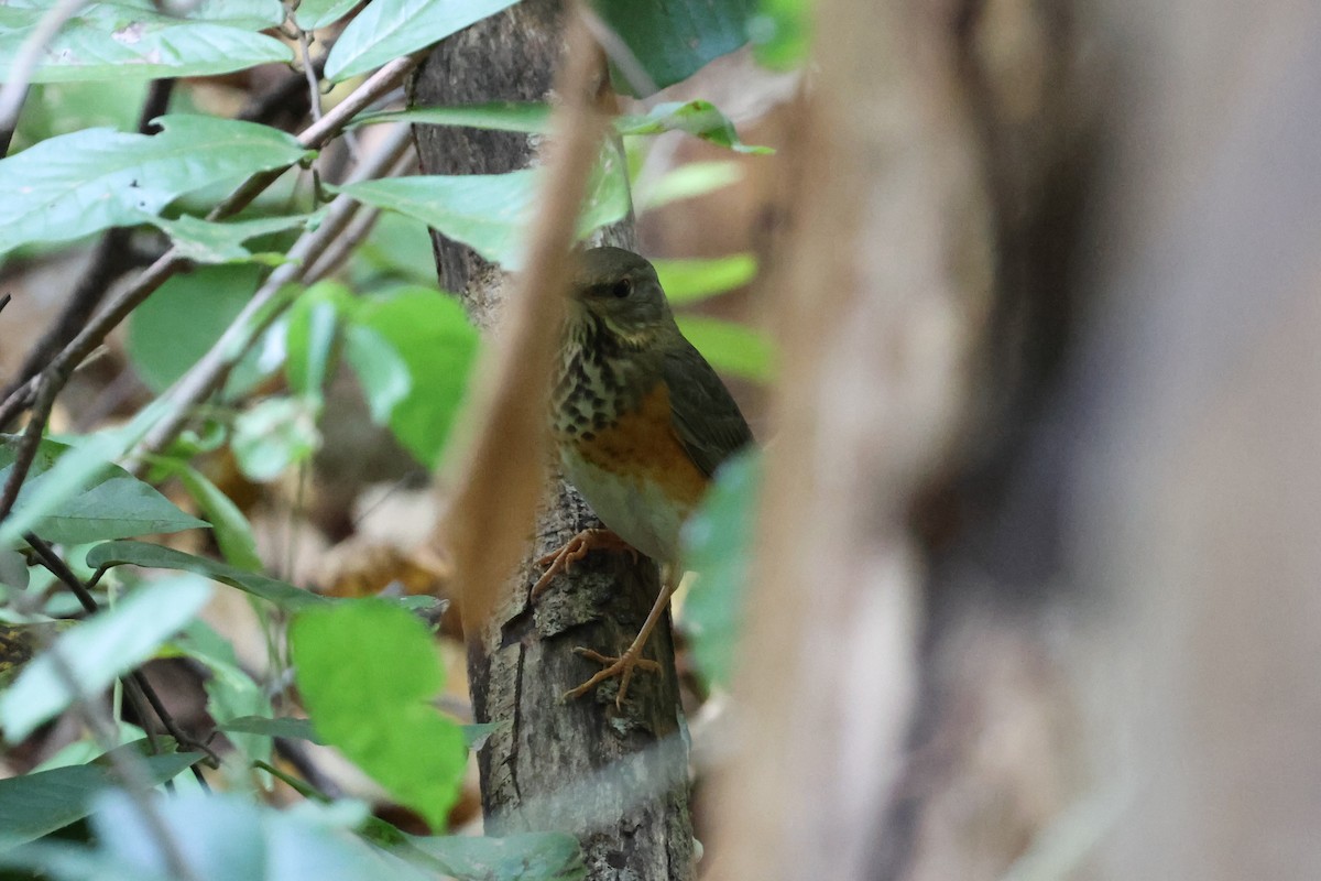 Gray-backed Thrush - ML627460980