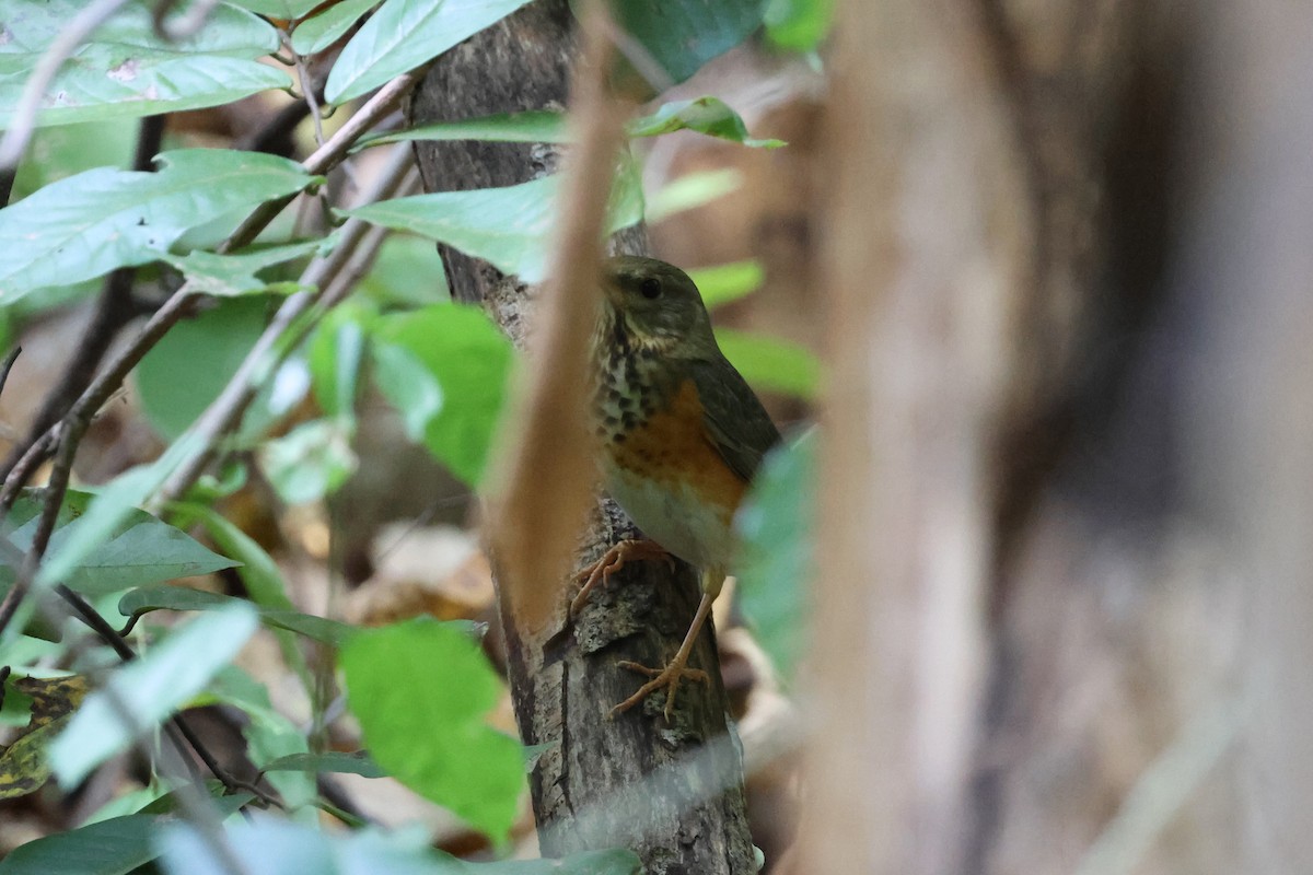 Gray-backed Thrush - ML627460982