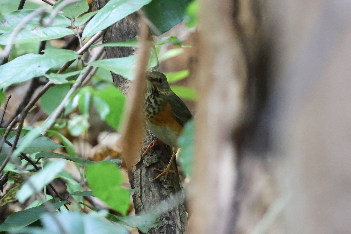 Gray-backed Thrush - ML627460983