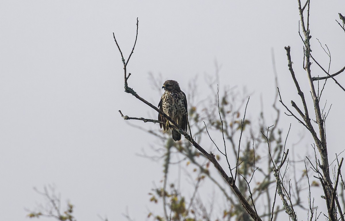 Red-shouldered Hawk - ML627460988