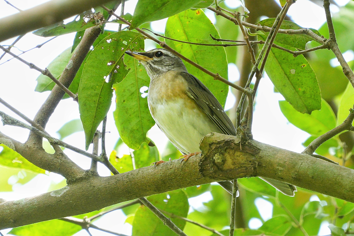 Eyebrowed Thrush - ML627461080