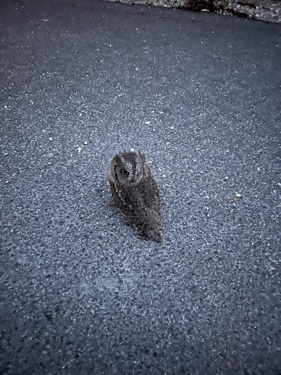 Eurasian Scops-Owl - ML627461145