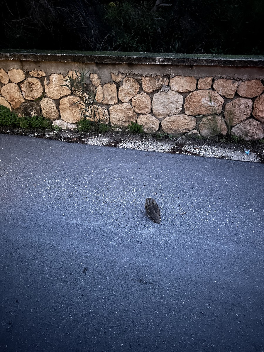 Eurasian Scops-Owl - ML627461146