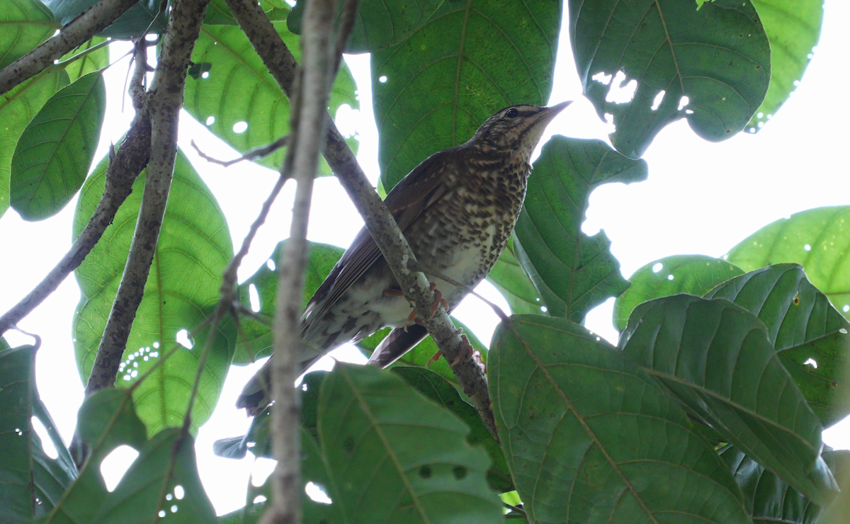 Siberian Thrush - ML627461147
