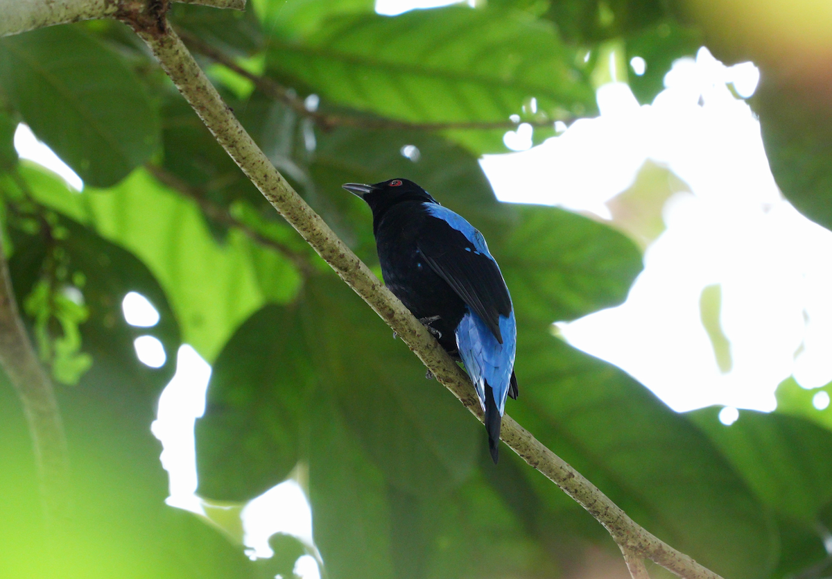 Asian Fairy-bluebird - ML627461174