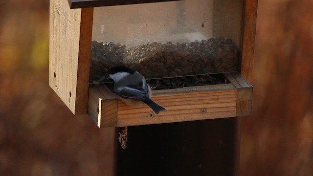 Black-capped Chickadee - ML627461210