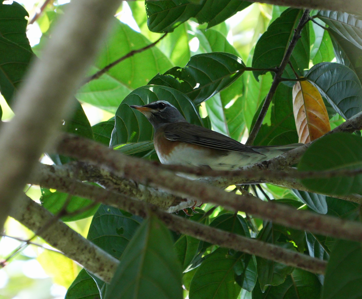 Eyebrowed Thrush - ML627461214