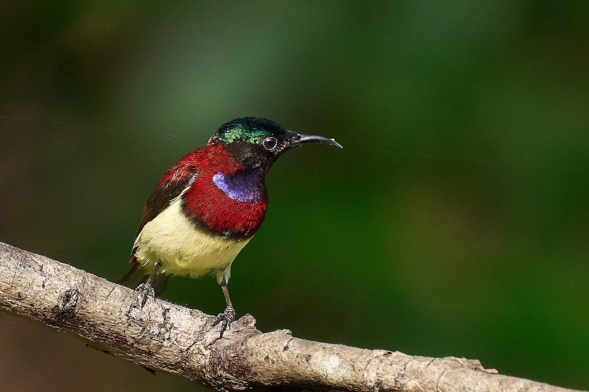 Crimson-backed Sunbird - ML627461299