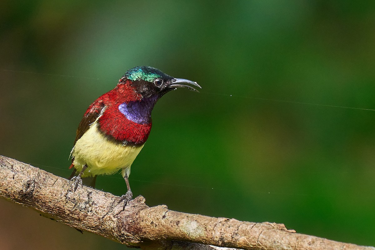 Crimson-backed Sunbird - ML627461300