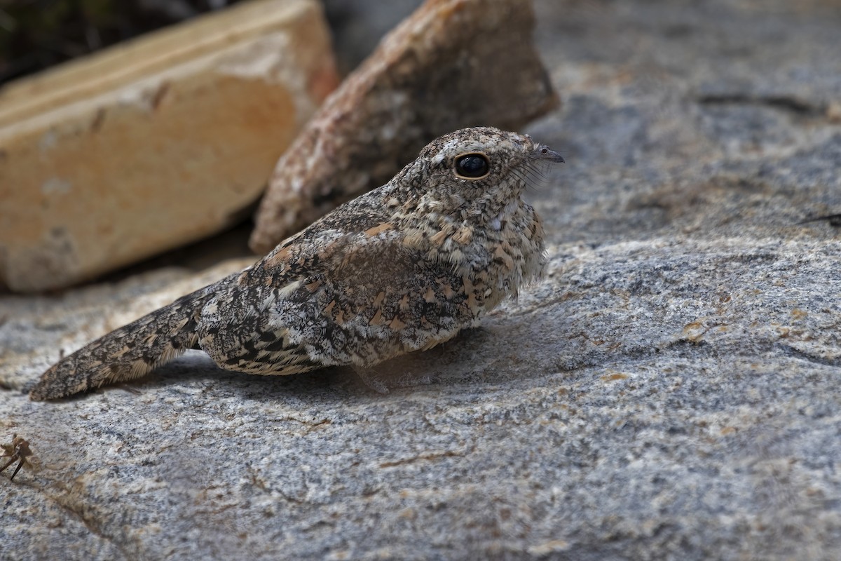 Pygmy Nightjar - ML627461321