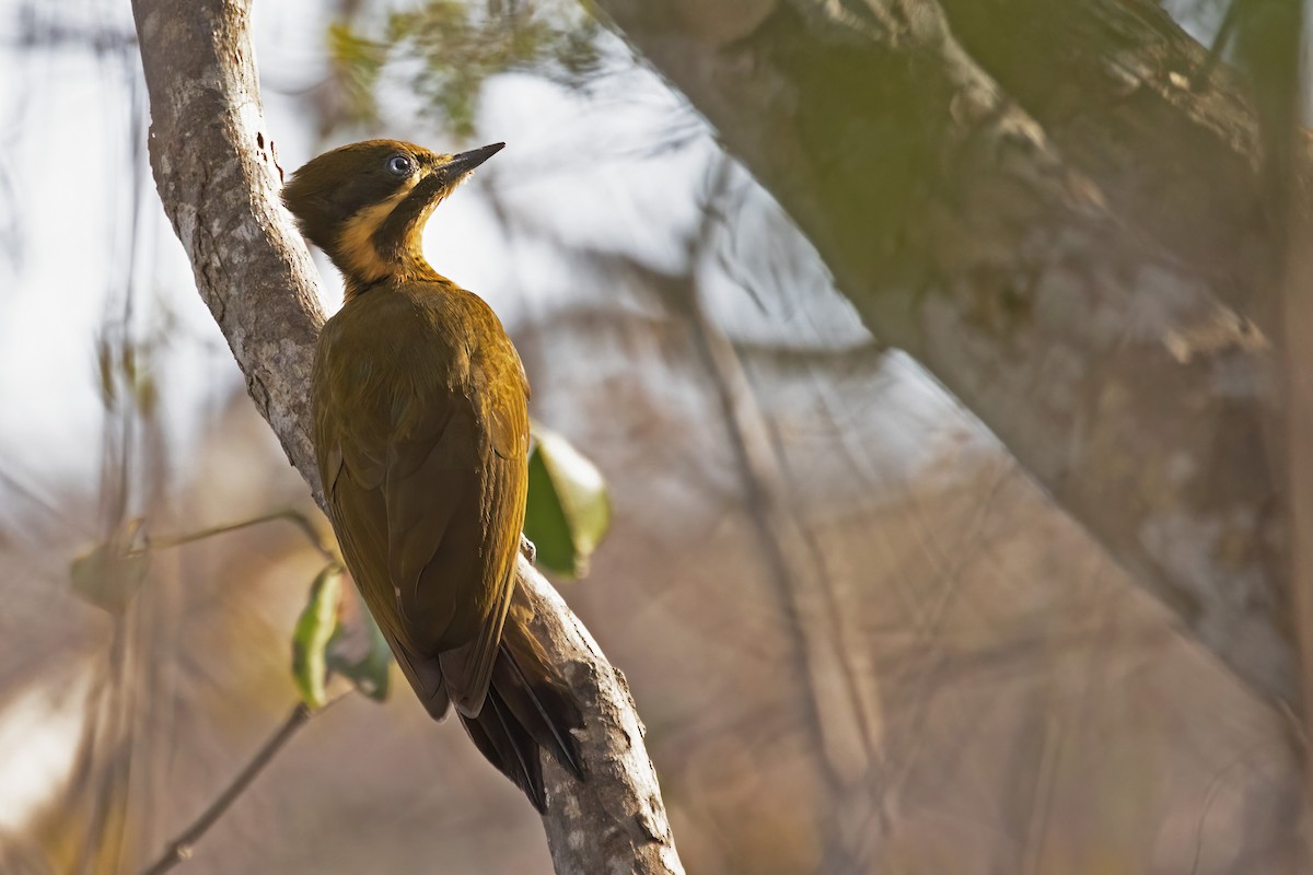 Golden-green Woodpecker - ML627461328