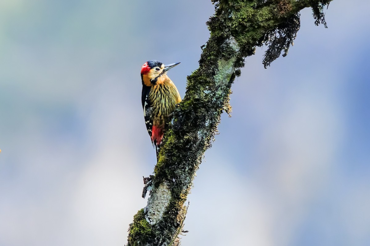 Darjeeling Woodpecker - ML627461500