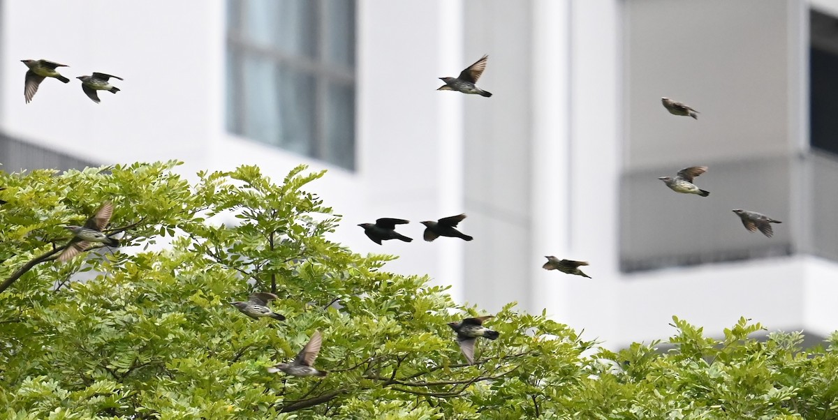 Asian Glossy Starling - ML627461621