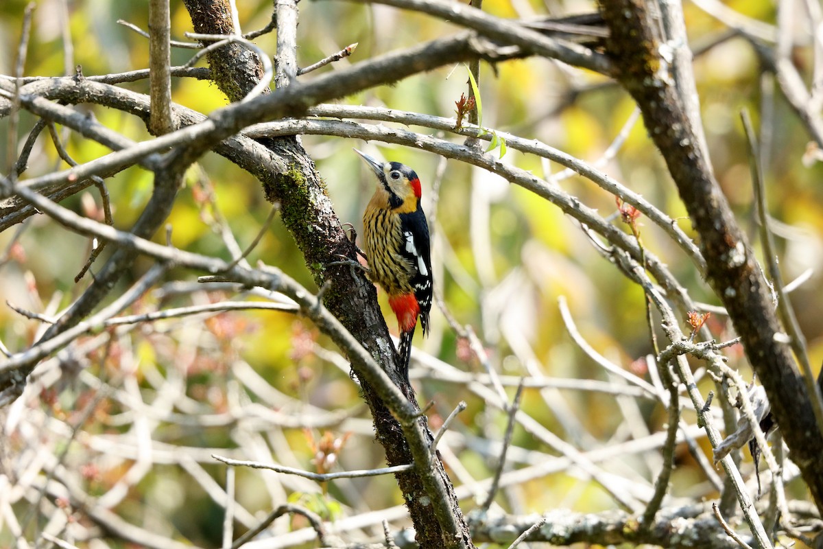 Darjeeling Woodpecker - ML627461749
