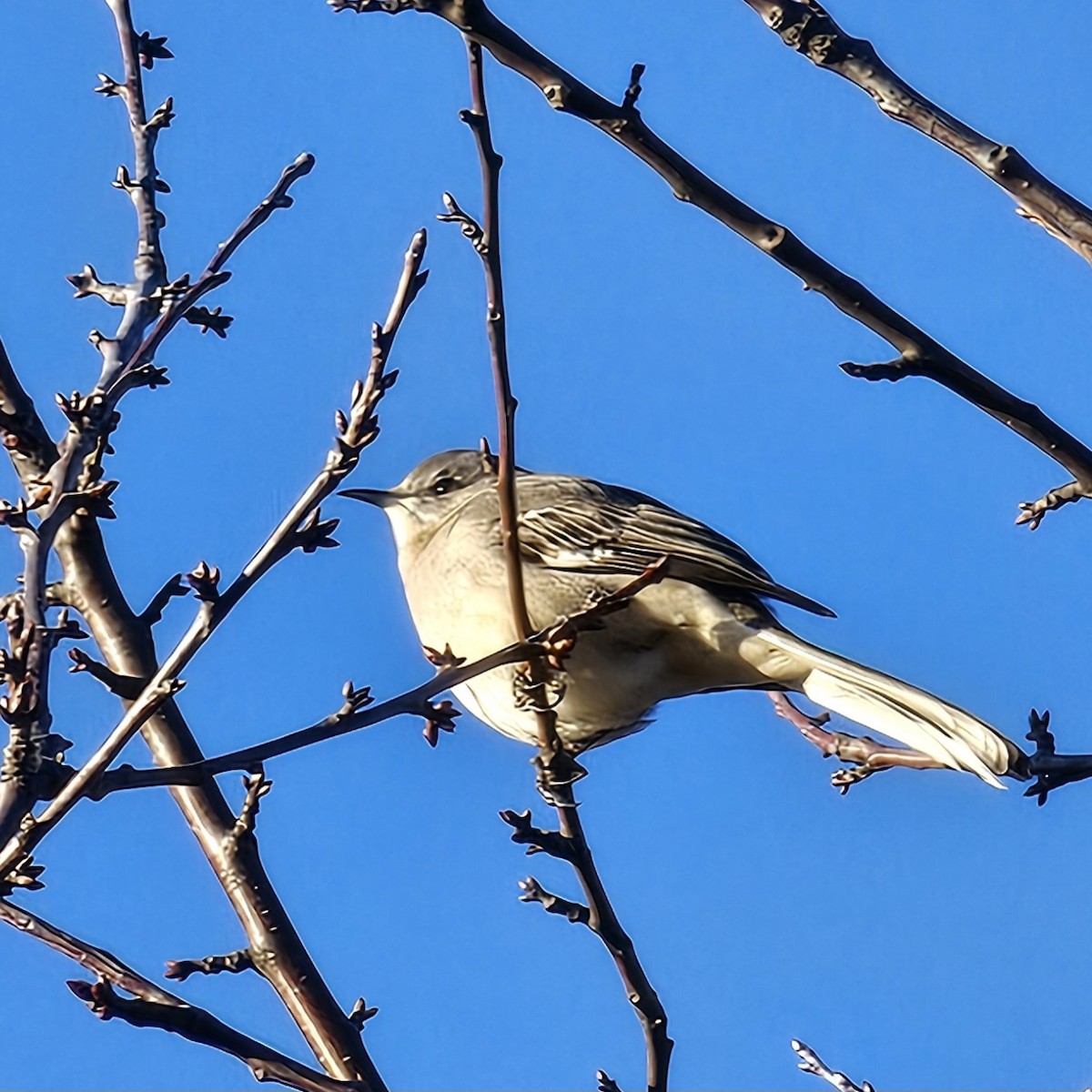 Northern Mockingbird - ML627461839
