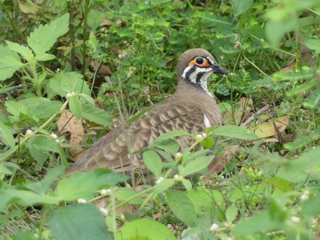 Squatter Pigeon - ML627461859