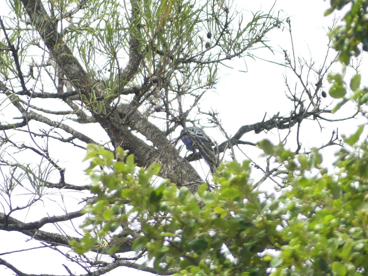 Pale-headed Rosella - ML627461862