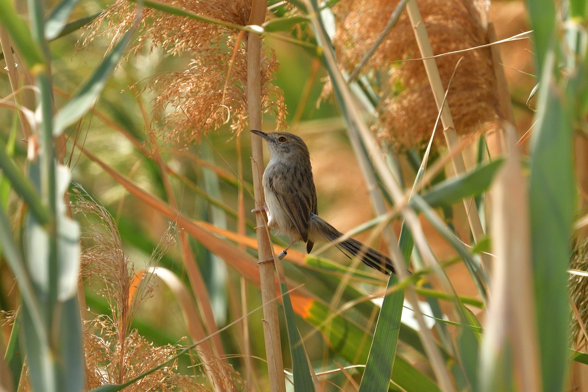 Graceful Prinia - ML627462120