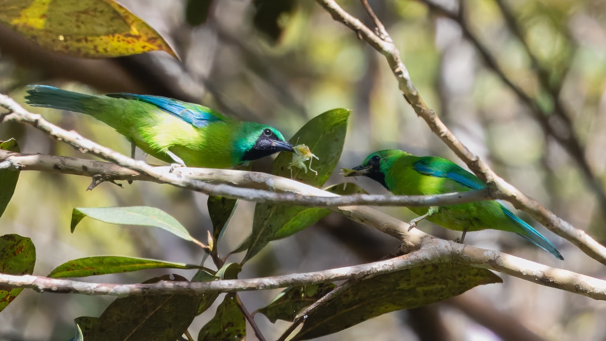 Bornean Leafbird - ML627462205