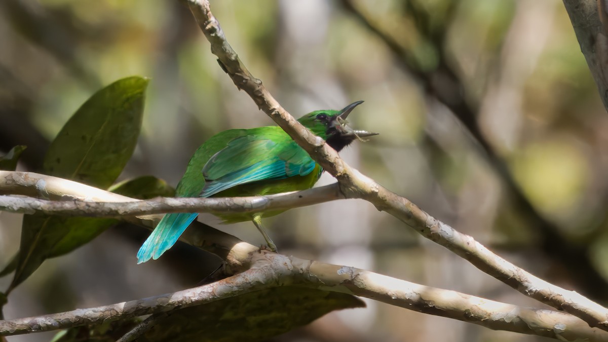 Bornean Leafbird - ML627462373