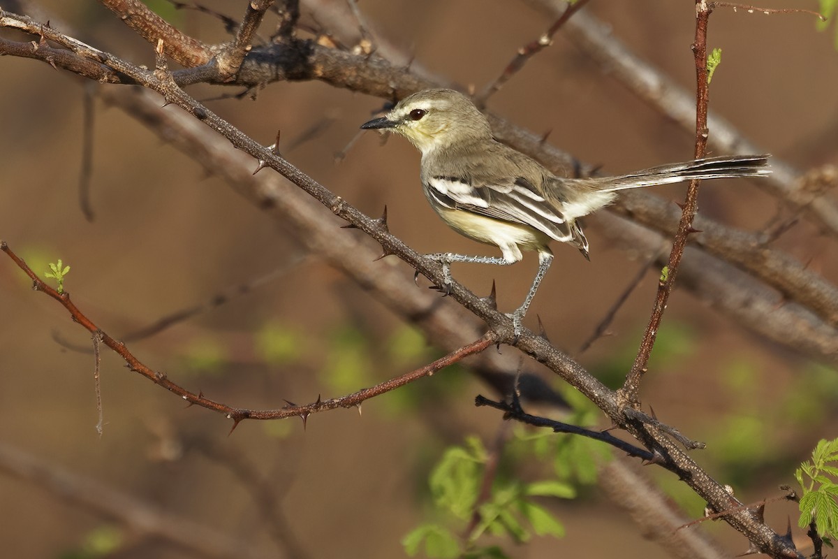 Bahia Wagtail-Tyrant - ML627462374