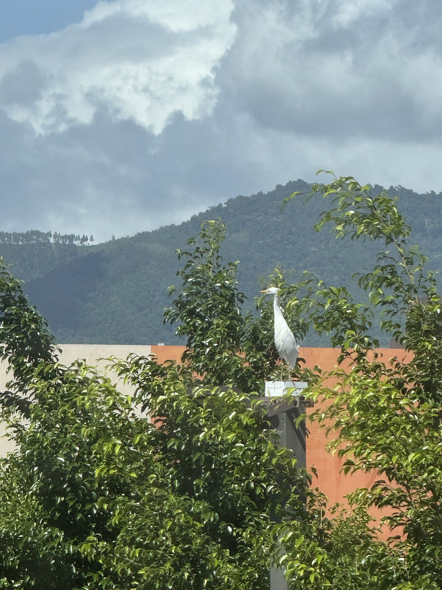 Western Cattle-Egret - ML627462676