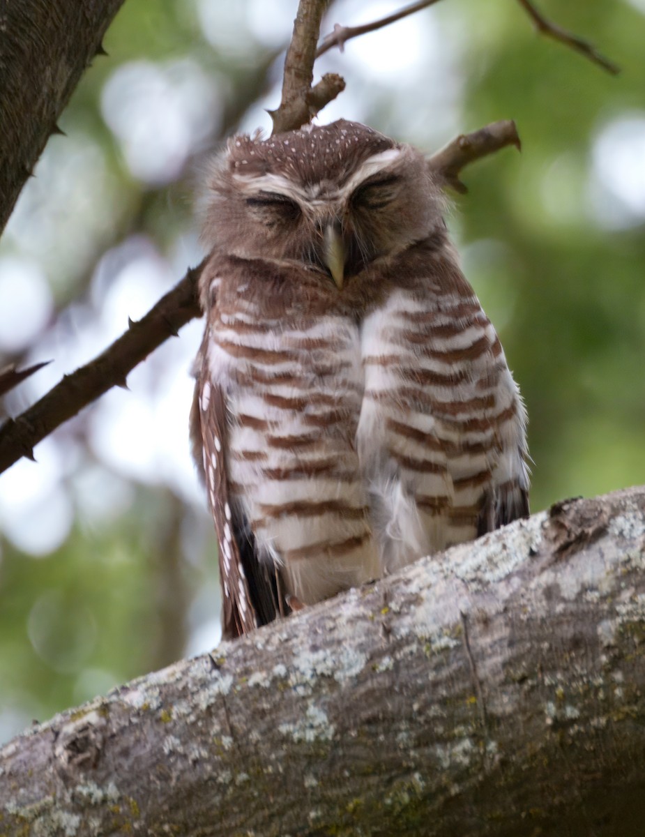 White-browed Owl - ML627462773