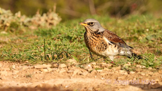 Fieldfare - ML627462807