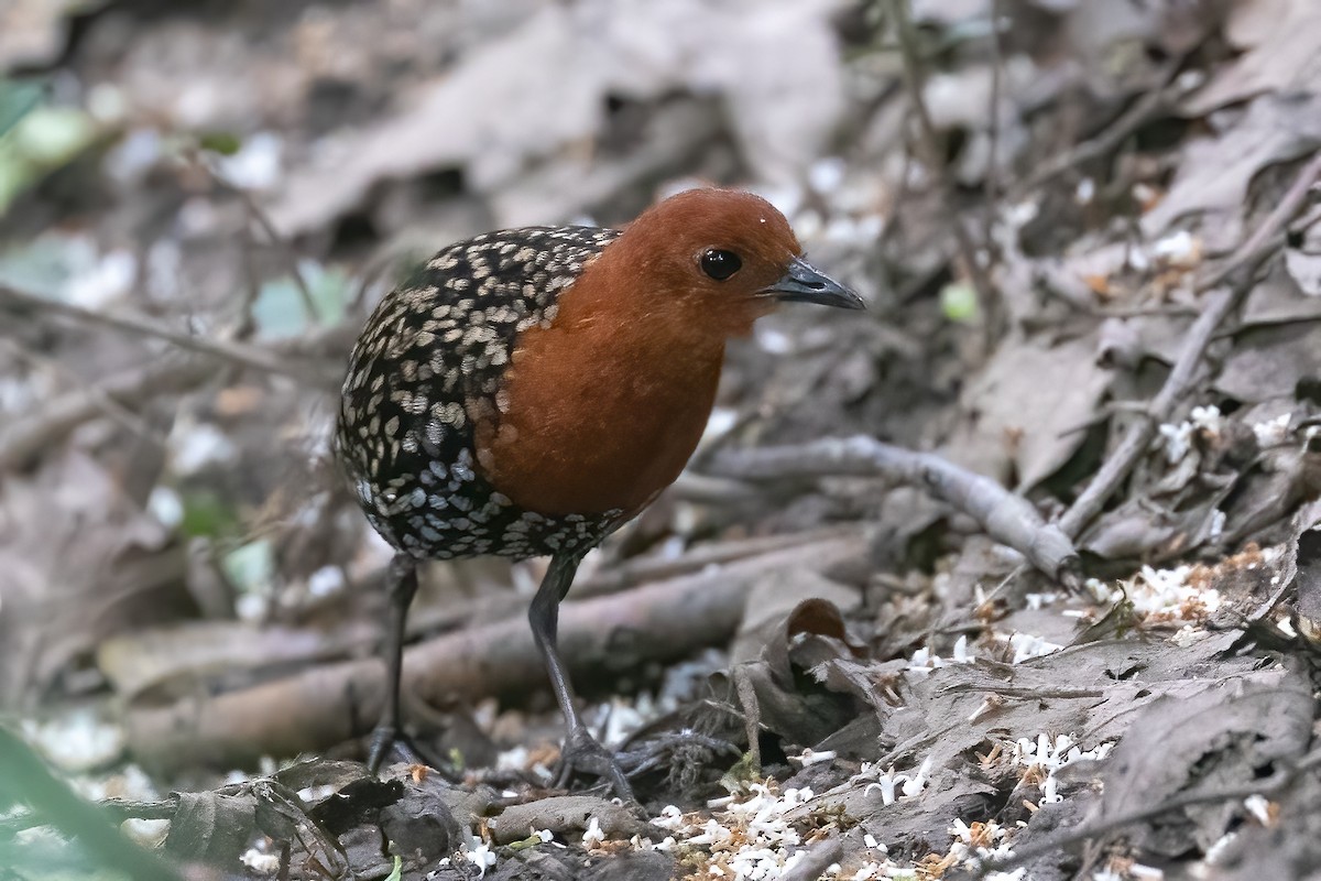 Buff-spotted Flufftail - ML627462944