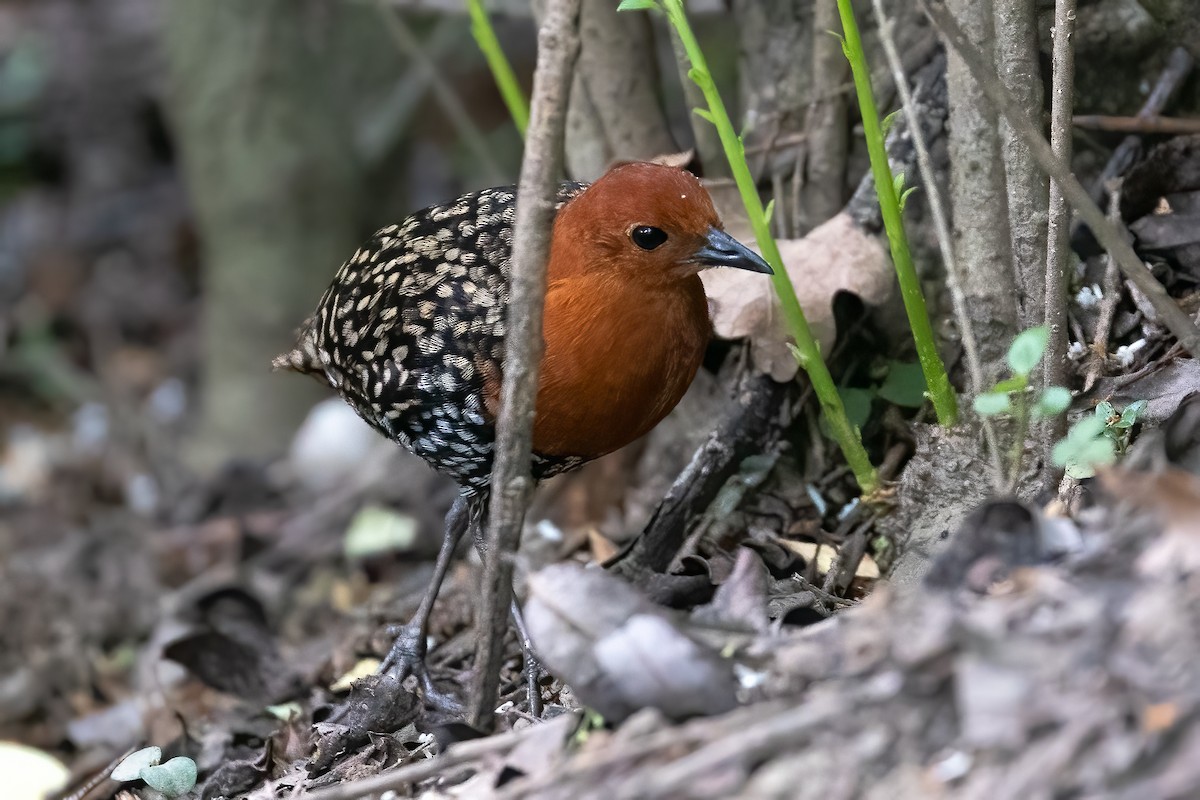 Buff-spotted Flufftail - ML627462945