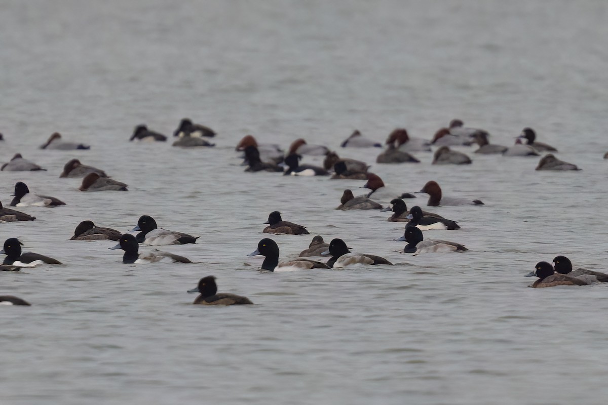 Greater Scaup - ML627463092