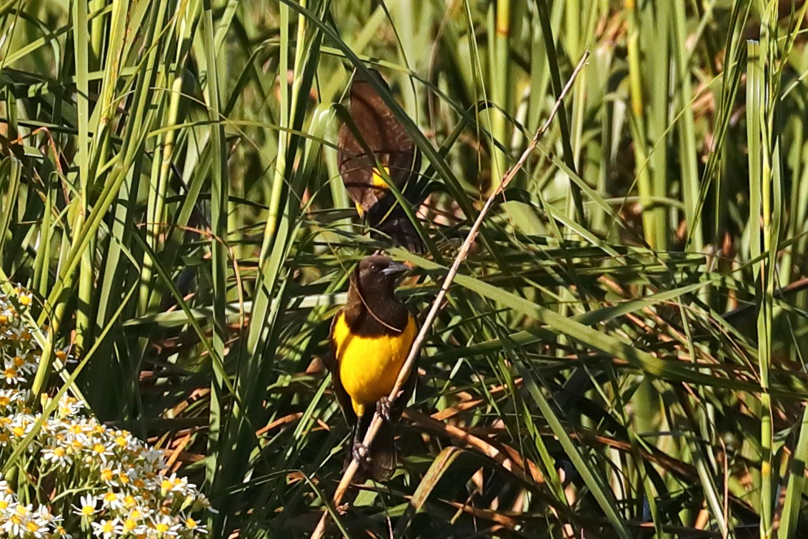 Yellow-rumped Marshbird - ML627463214